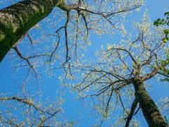 -上海共青森林公园