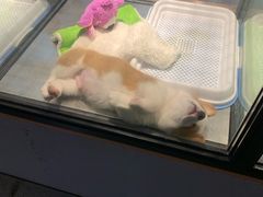 -宠物世家(仲盛世界商城店)