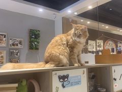-藏猫猫咖啡主题馆(中央大道店)