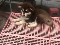 -长宁东道花卉宠物市场