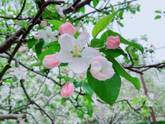 -海棠花溪(元大都城垣遗址公园)