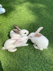 -萌宠亲子动物乐园(槐房万达店)