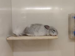 -龙猫仔乐园(惠福东路店)