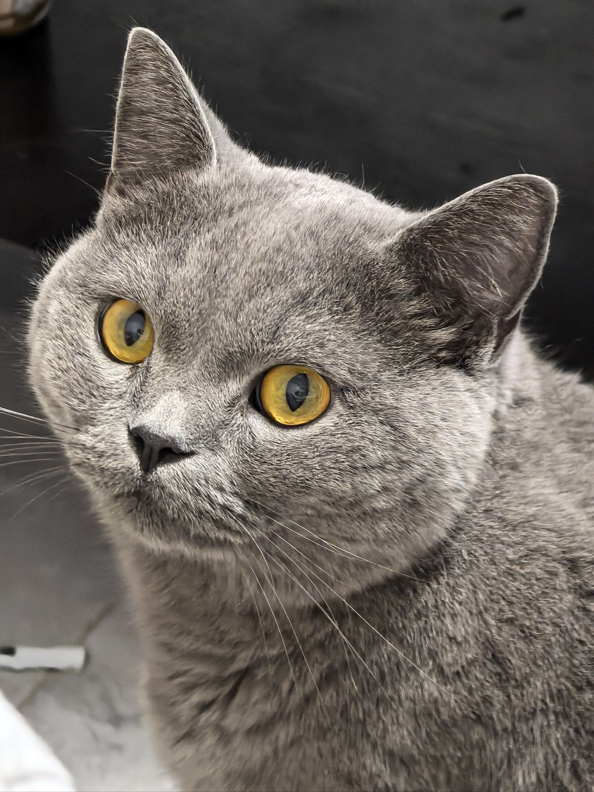 猫是一种非常受欢迎的宠物.它们通常被认为