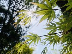 -南山植物园