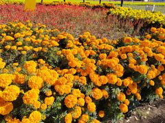 -南宫五洲植物乐园