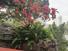 -荔湾湖公园