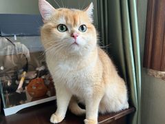 -伟伟宠物医院·瑞派猫友好医院·猫科(光谷店)