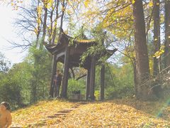 -千年银杏谷文化旅游区