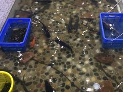 -白洋淀灶台鱼(名佳花园店)