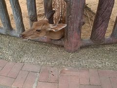 -石家庄市动物园