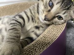 -爱侣宠医·鹦鹉专科·小型哺乳类·异宠专科(灵石路店)