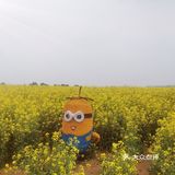 西安周边，看油菜花