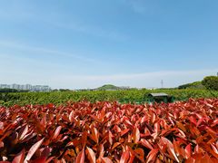 -树山生态村