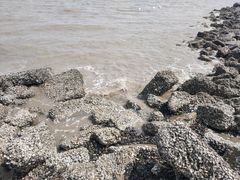 -碧海金沙