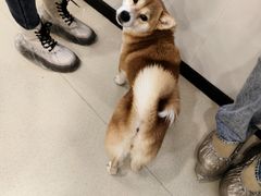 -共舞时光猫咖·狗咖(新街口店)