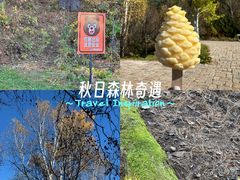 -五营红松林海景区