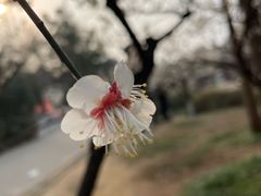 -洛阳市隋唐城遗址植物园