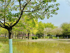 -泰丰公园