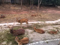 -清迈夜间动物园