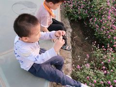 -百万葵园