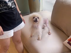 -瑞派申生动物医院·24H夜诊·国际动物医疗中心·骨外科(吴中路店)