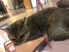 -糯米喵星人·撸猫猫舍咖啡馆(西市场嘉华店)