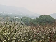 -香雪海