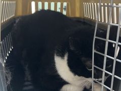 -四月宠物医院·猫专科·心脏专科·内科(转塘店)