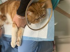 -纳吉亚猫专科动物医院博雅分院