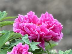 -国家植物园