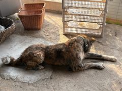 -马陆小张葡萄园农家乐