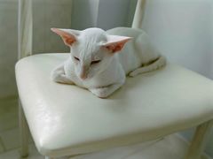 -喵的天空名猫咖啡馆·撸猫·猫舍·用品