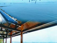 -大湾区中央湿地公园
