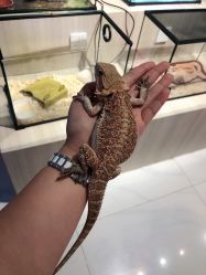 -Moni星球萌宠·小马宝莉·灵蛇·高端高阶全萌宠互动体验俱乐部(红豆国际广场店)