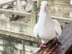 -阳澄湖半岛旅游度假区