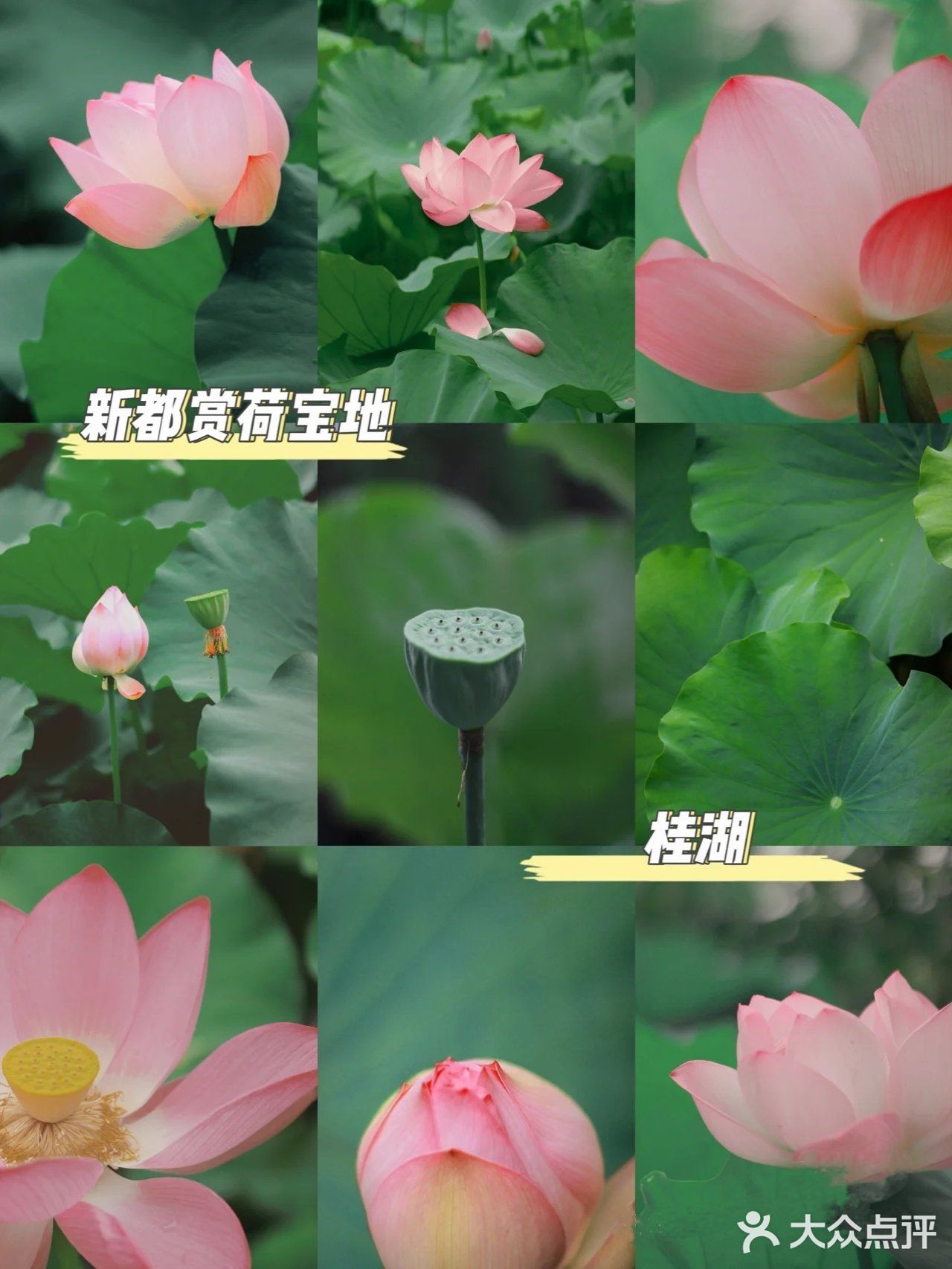 桂湖的荷花开啦🍃新都人zui爱的免费公园