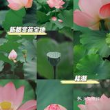 桂湖的荷花开啦🍃新都人zui爱的免费公园