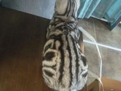-共舞时光猫咖·狗咖(新街口店)