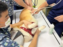 -爱侣宠医·鹦鹉专科·小型哺乳类·异宠专科(灵石路店)