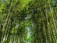 -树山生态村