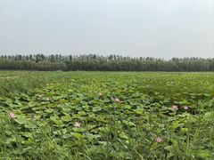 -西青郊野公园