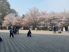 -武汉大学-樱园