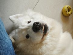 -瑞鹏宠物医院(大运分院)