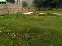 android_upload_pic-西安秦岭野生动物园