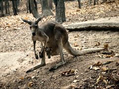 -清迈夜间动物园