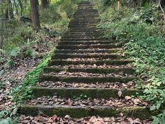 -铁山坪森林公园