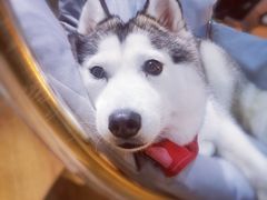-Husky Go! 哈士奇体验馆·宠物咖啡厅狗咖