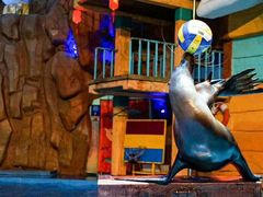 -烟台海昌鲸鲨海洋公园