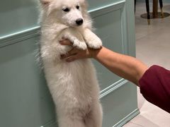 -安格丽娜·狗咖·猫咖羊驼咖(春熙路百盛商场店)